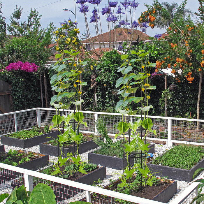 2-Pack 180 cm Garden Obelisk Trellis - Climbing Plants Support Structure - Ideal for Home Gardeners and Climbing Flora