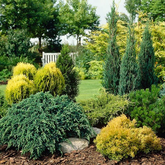 Evergreen Hardy Dwarf Conifer Collection (6 Plants in 9cm Pots)