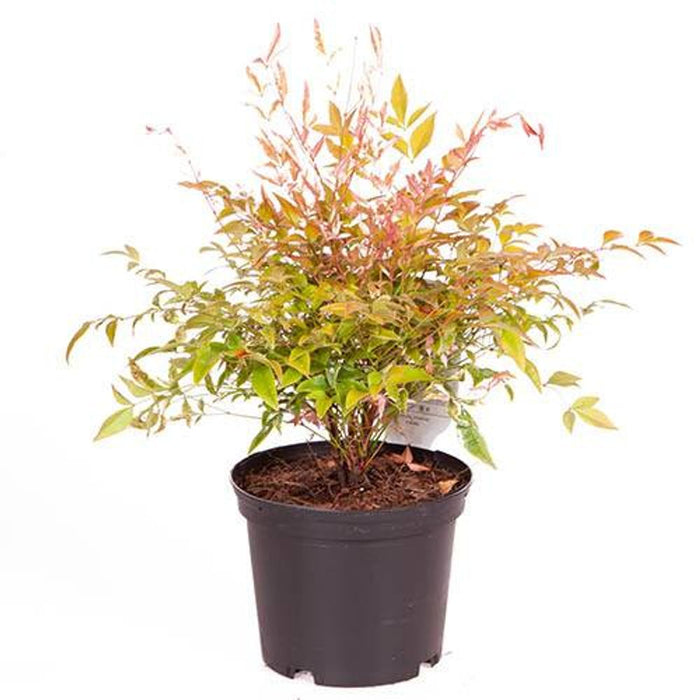 Nandina 'Twilight' Plant in 2L Pot