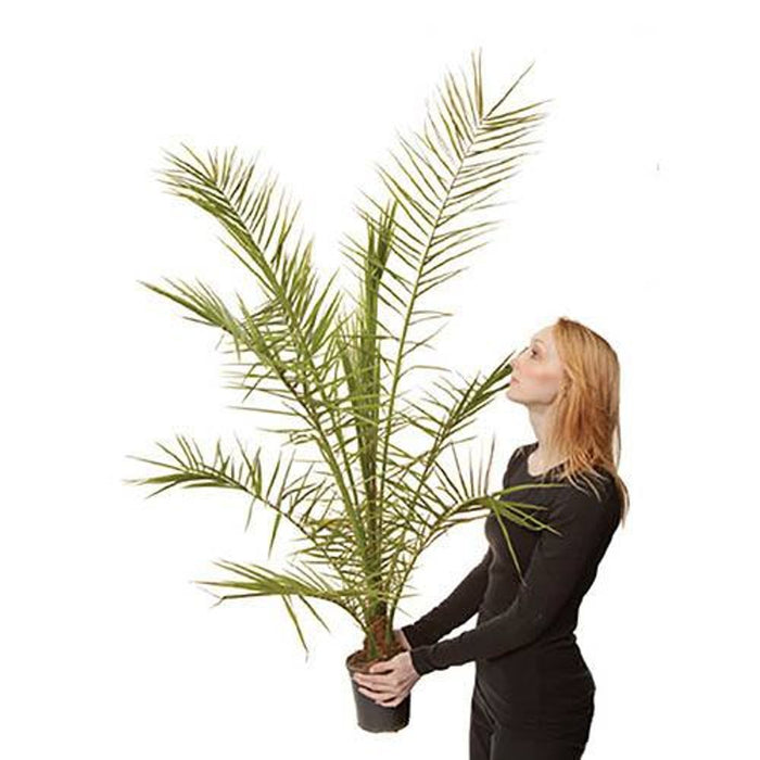 2x Hardy Phoenix Palm Plants (100cm Tall)