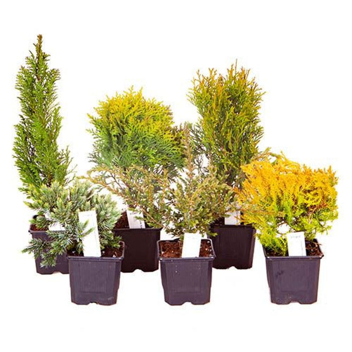Evergreen Hardy Dwarf Conifer Collection (6 Plants in 9cm Pots)